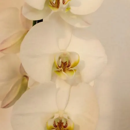 Lejlighed Hrabar Trogir