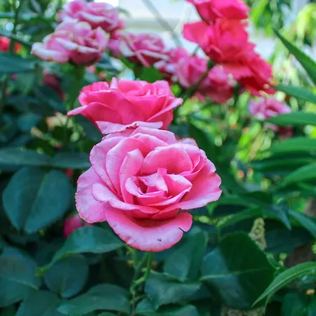 Hrabar Lejlighed Trogir